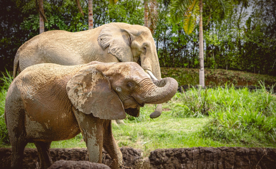 El Bioparque Ukumarí de Pereira cerró 2025 con 385 mil visitantes, ingresos por $15.300 millones y avances en conservación.