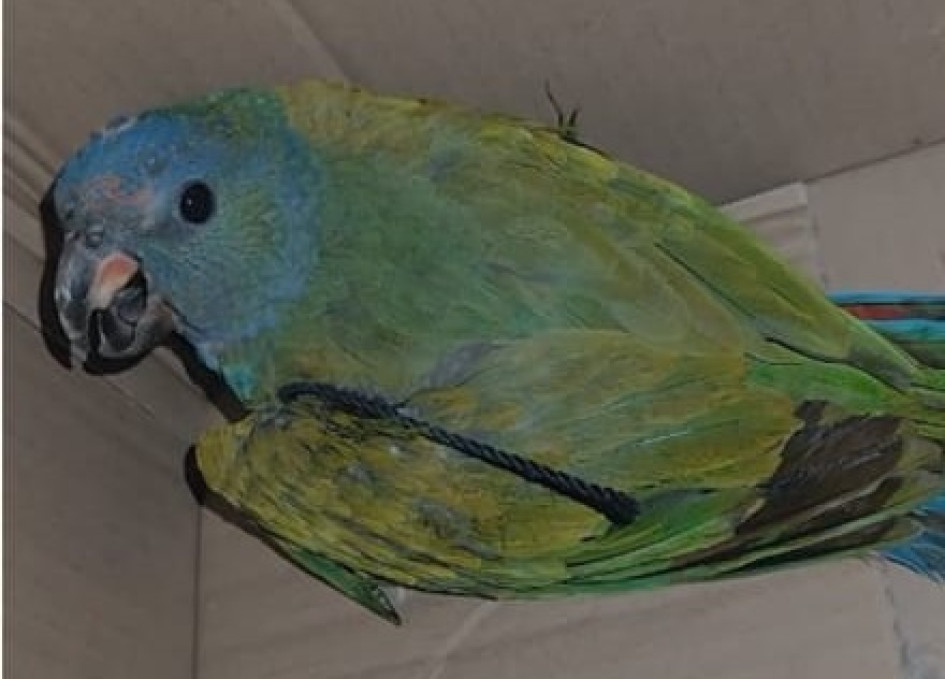 Las tres aves, entre ellas una lora, presentaban riesgo y las someterán a rehabilitación en Corpocaldas.