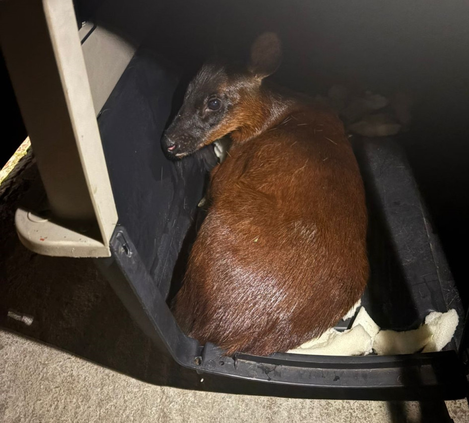 Tras capturar el animal, los bomberos lo entregaron a Corpocaldas.