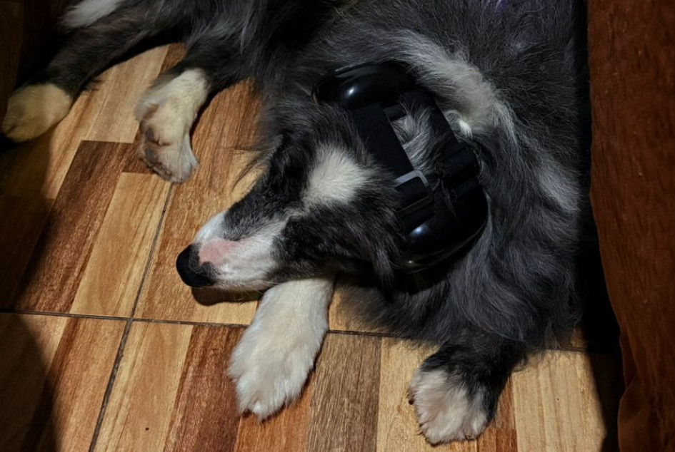 A este perro, de nombre Vito, le ponen unos auriculares para aislarlo del ruido de la pólvora, que aumenta en la época decembrina.