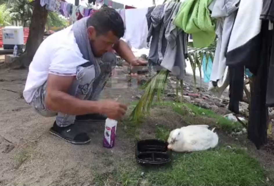 Filomena, el pato que acompaña a un migrante en su ruta de regreso hasta Venezuela