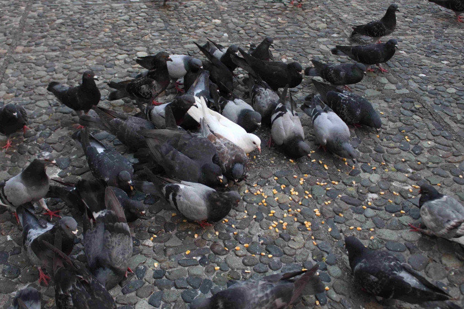 Las palomas son plagas invasoras en  el Centrosur