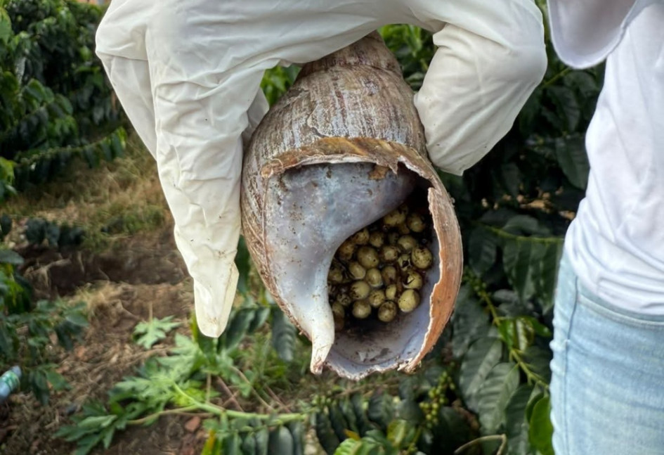 Caracol gigante africano hallado en Risaralda (Caldas).