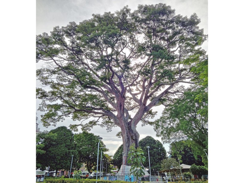 La ceiba de Victoria (Caldas) fue atendida durante el 2025 y la Alcaldía asegura que le realizará mantenimiento al árbol cada dos meses.