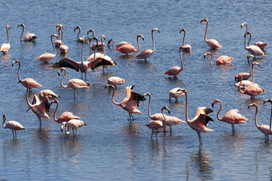 Estas aves de patas y cuello largo vuelan grandes distancias en busca de zonas de alimentación