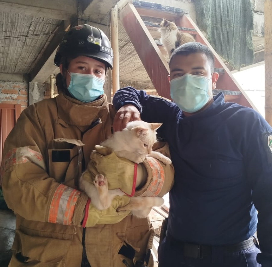 Final feliz, rescate del felino