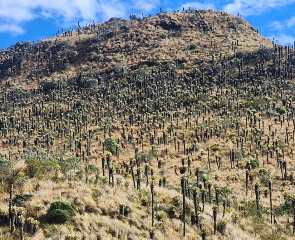 Frailejones en el Parque Nacional Natural Los Nevados, en la vía hacia en Nevado del Ruiz, en Caldas (Colombia).