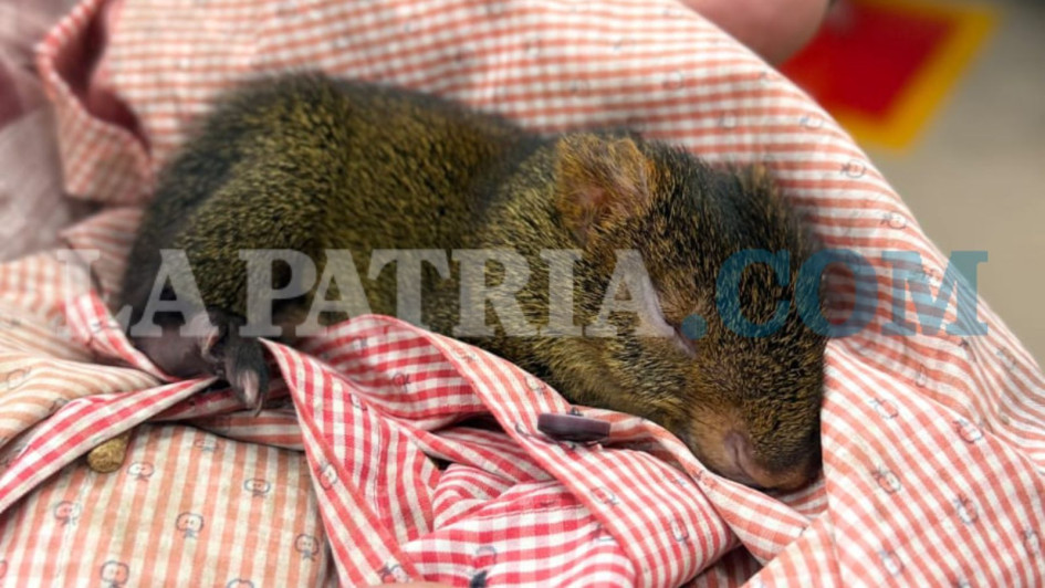 El guatín rescatado es una cría y su rehabilitación tardaría de 2 a 3 meses, para poderlo liberar.