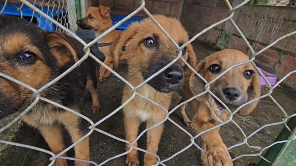 La Policía de Carabineros hizo un llamado a los ciudadanos para que cuiden sus mascotas y eviten el abandono.