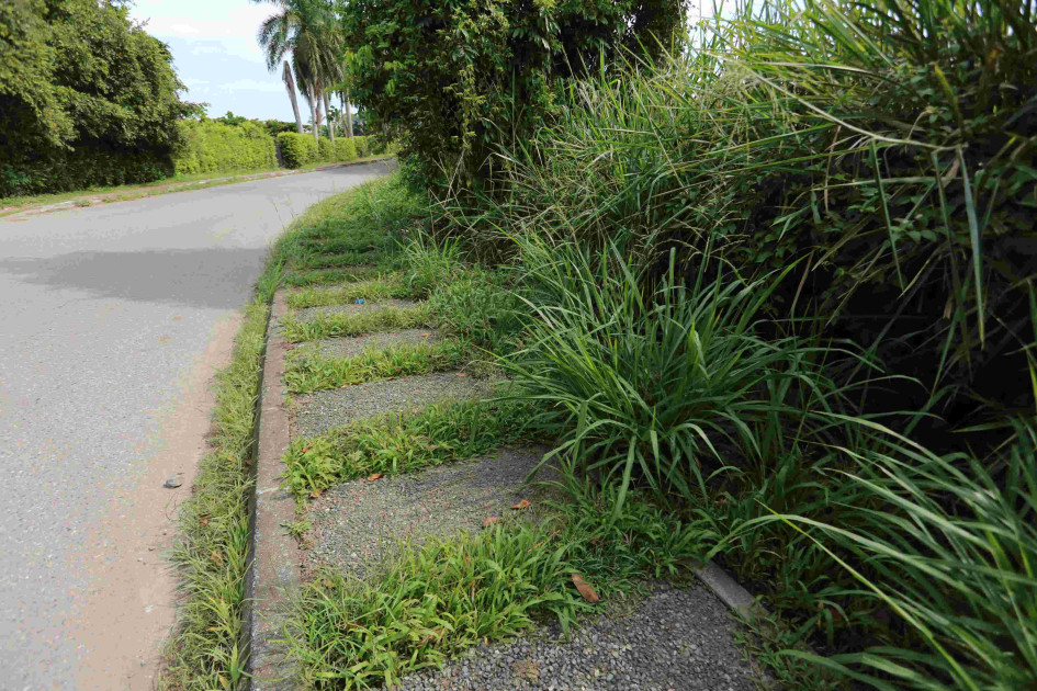 Piden poda en senderos peatonales de Santágueda