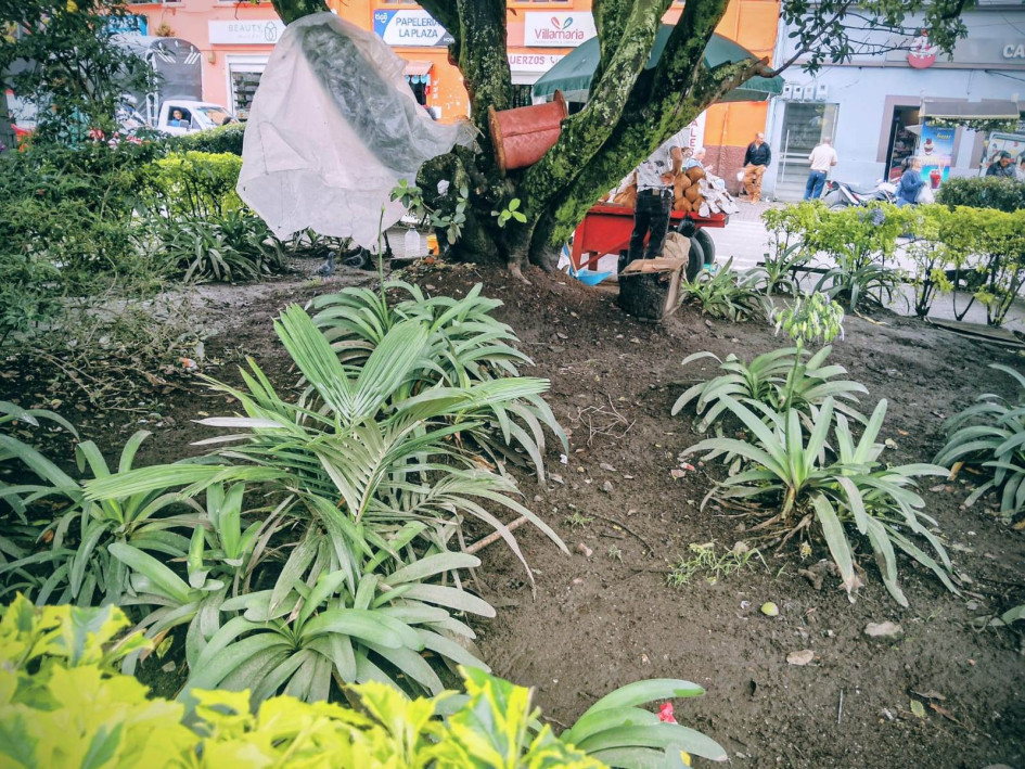 Denuncian que en el Parque de Bolìvar arrojan aceite a los árboles