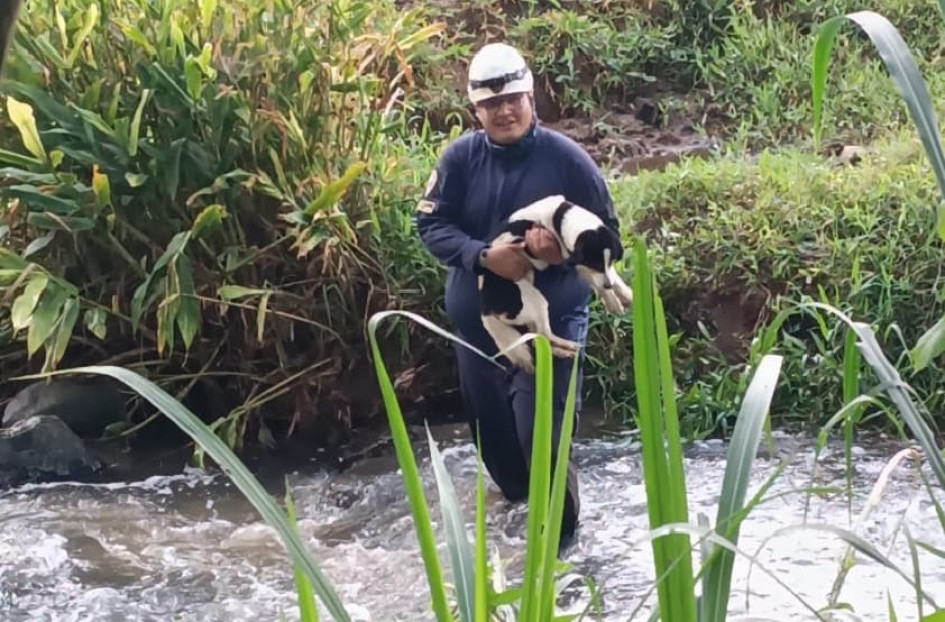 Los Bomberos del municipio rescataron un perro ciego que se encontraba en mal estado en un potrero cerca de una quebrada.