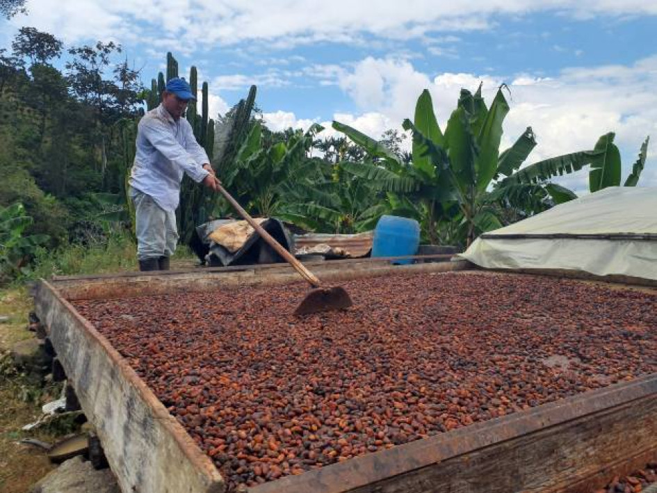 Fotos Cortesía Sena I LA PATRIA  Con el respaldo del Fondo Emprender y el acompañamiento del SENA Caldas, ASOPROBEL consolida un modelo que integra productividad, inclusión social y sostenibilidad ambiental, proyectando al occidente de Caldas como referente nacional en cacao de alta calidad.