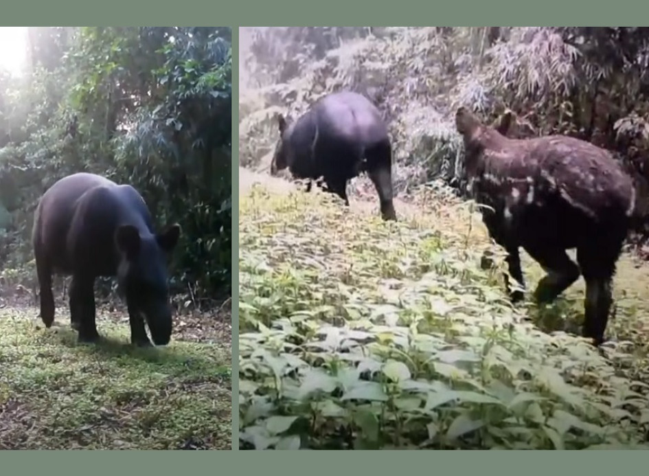 El monitoreo con cámaras trampa permitió registrar 15 dantas de montaña en bosques de Salento y Filandia.