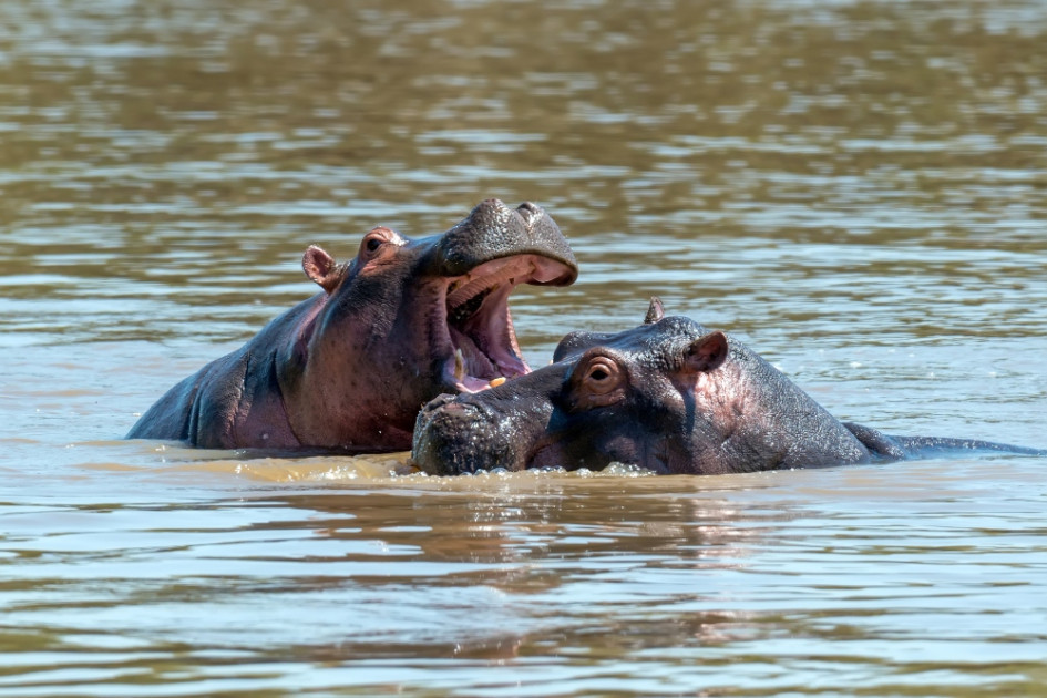 Los hipopótamos estaban dentro de un estanque. Debían disparar dardos tranquilizantes para sacarlos del agua, pero no los podían hacer con dos ejemplares en el mismo sitio.