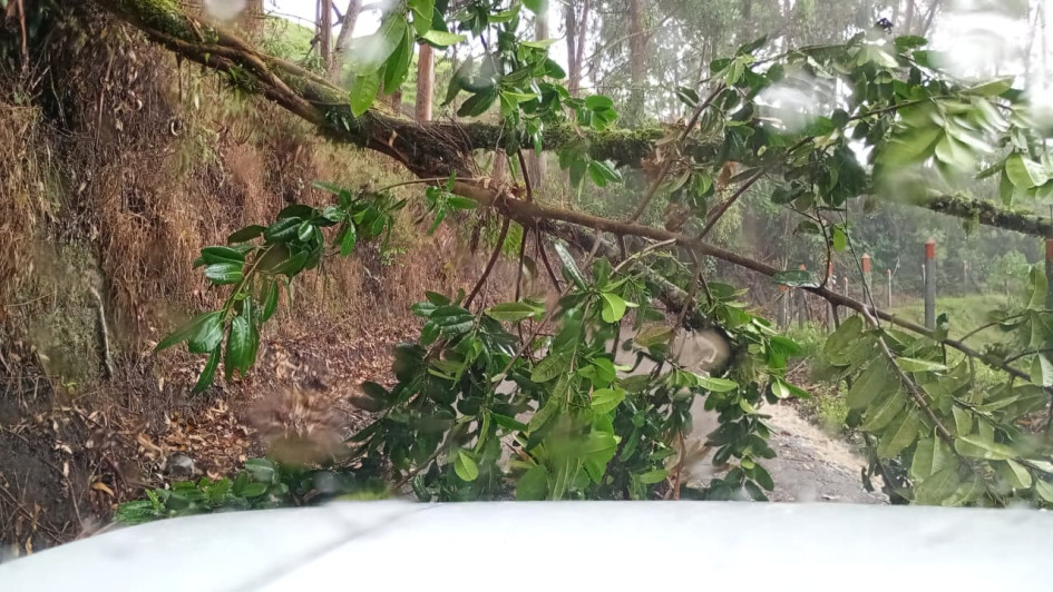 La caída de árboles provocó el cierre de vías rurales en Aranzazu debido a las fuertes lluvias.