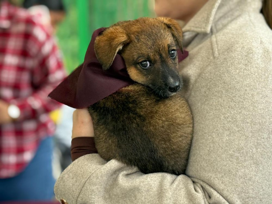 También desde la Gobernación hacen un llamado a la adopción responsable
