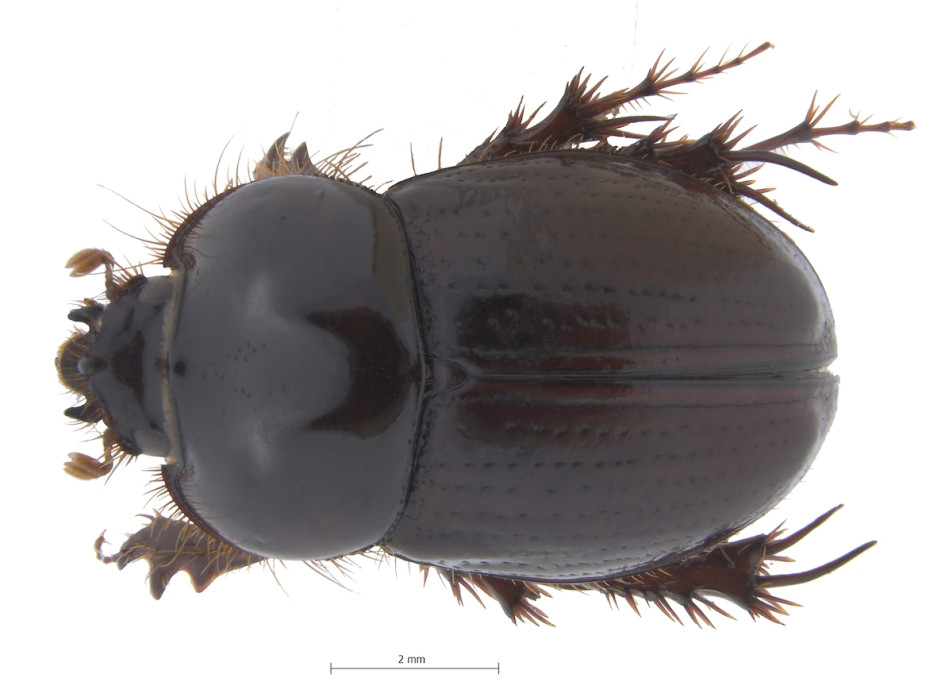 Nuevas especies de escarabajos del género Metopiellus