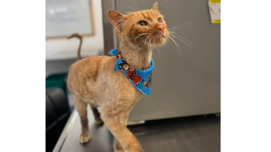 Su evolución ha sido progresiva y favorable dentro de su condición.