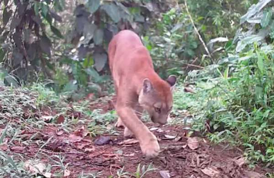 El avistamiento de un puma en zona rural de Filandia resultó ser un encuentro ocasional dentro de su hábitat natural.
