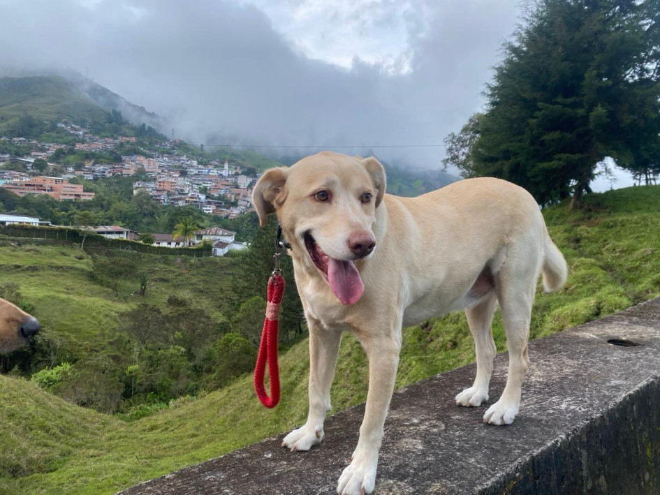 Él es Toby, la mascota que con su fallecimiento causa tristeza entre los integrantes del Cuerpo de Bomberos Voluntarios de  Pensilvania (Caldas).