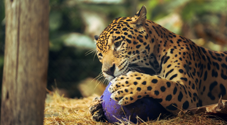 Más rescates, nuevos nacimientos y una bioregión amazónica: así crece el Bioparque Ukumarí