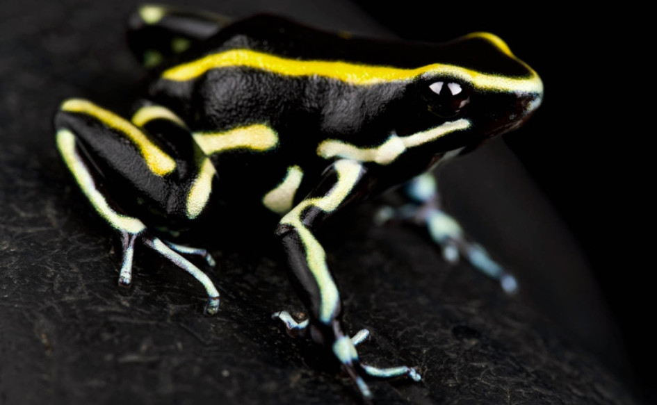 La desaparición de hormigas pone en riesgo a una especie venenosa