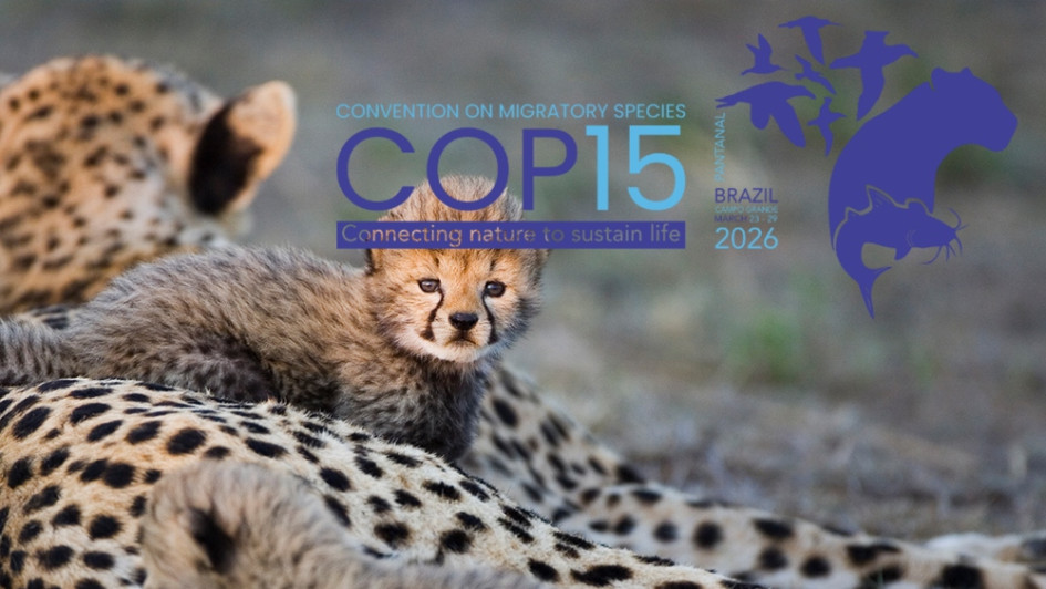 Tiburones y hienas: la COP15 realizada en Brasil evalúa incluir 42 nuevas especies migratorias bajo protección