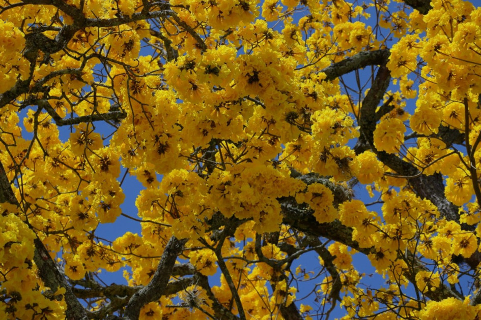 Los guayacanes están en temporada de floración y visten de amarillo el Paisaje Cultural Cafetero. Fotografías de Salamina, Riosucio y Anserma (Caldas), como esta, lo confirman.