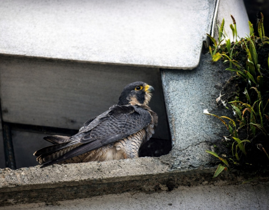 Juan Carlos Cano fotografió el 6 de febrero el halcón peregrino (Falco peregrinus) en el Parque de la Mujer de Manizales. 