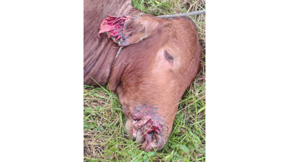 Varias reses han sido atacadas por un animal desconocido. Autoridades y campesinos trabajan para encontrar solución a esta problemática que afecta la seguridad y la economía del municipio.