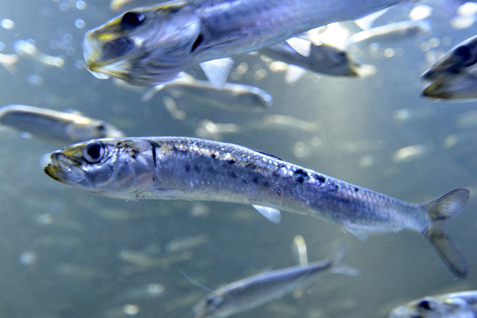 Calentamiento del océano reduce poblaciones de sardinas