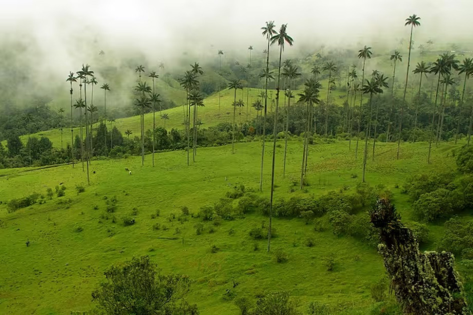 Quindío - Valle del Cocora