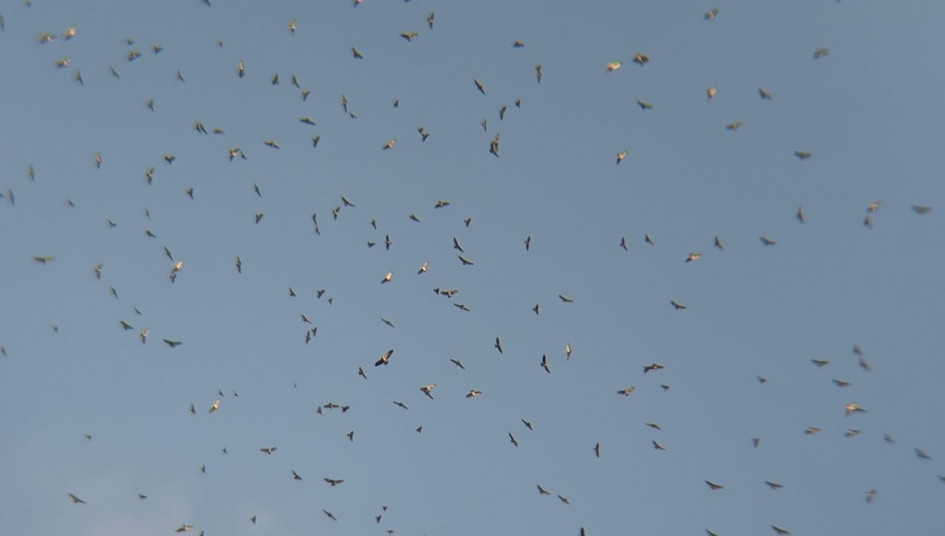 El registro de los gavilanes migratorios en San Daniel (Pensilvania).