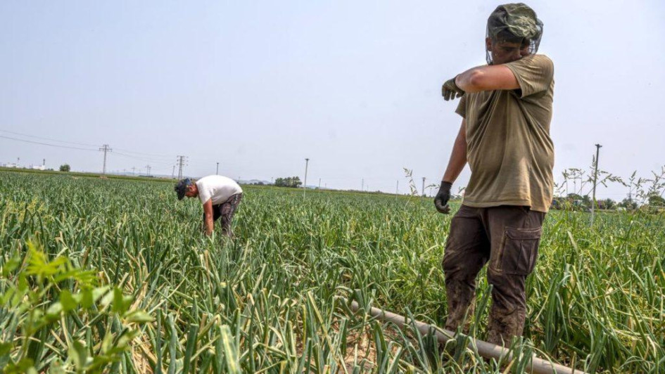 Conozca el posible comportamiento del tiempo en Caldas y consejos para el cultivo de aguacate y café para marzo.