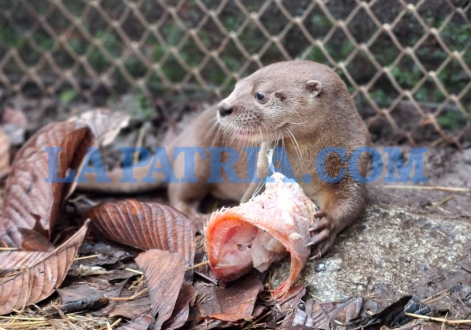 La nutria debió aprender a cazar y consumir pescado, como requisito para su liberación.