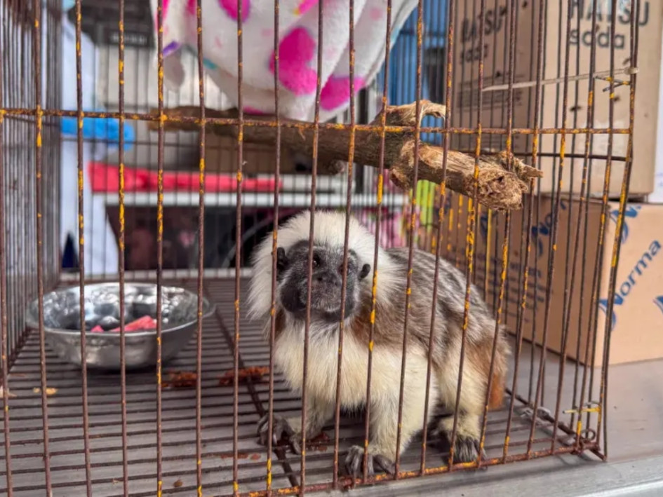 Las autoridades recordaron las líneas de atención para reportar casos de tráfico de fauna y proteger la biodiversidad.