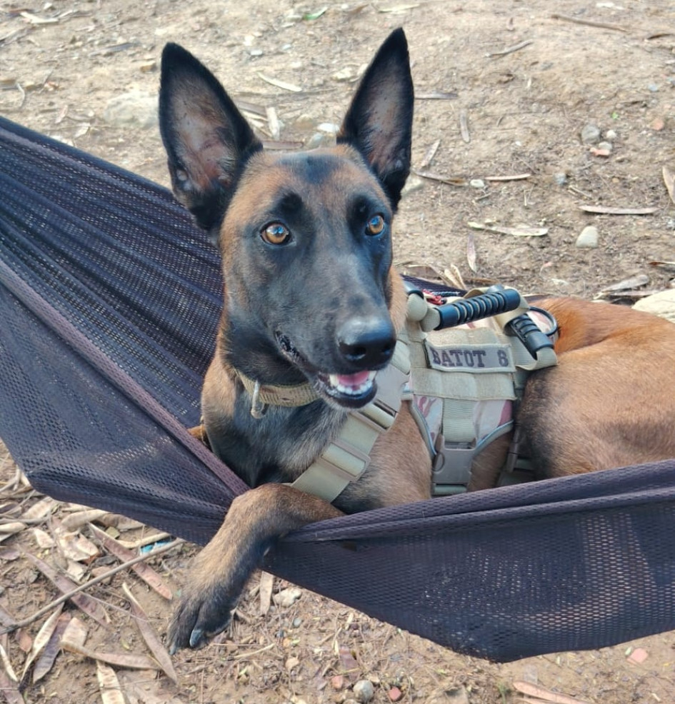 Ella es Hela 5, la perra militar que caminó 28 kilómetros luego de sobrevivir a un ataque con dron en el Catatumbo.