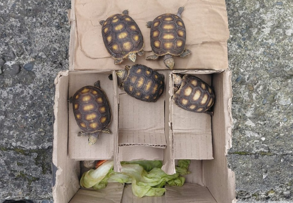 Fotos| Policía| LA PATRIA  Gracias a la intervención de los uniformados, se evitó la comercialización ilegal de estas especies, dejadas a disposición y bajo el cuidado de Corpocaldas para su valoración, protección y posterior proceso de rehabilitación.