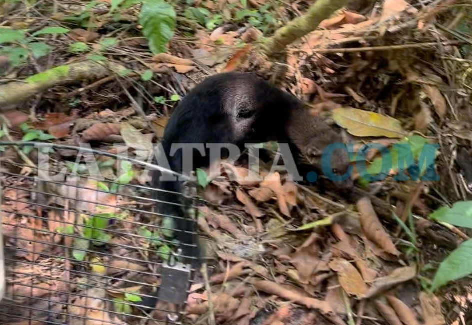 Los cuatro animales recuperaron sus condiciones de salud y regresaron a los bosques de Caldas.