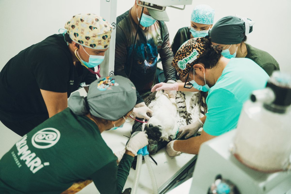 En el Bioparque Ukumarí operaron de urgencia a un águila arpía proveniente de los llanos orientales con una de sus alas fracturadas,