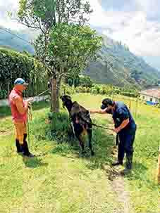 Foto|Cortesía División Agropecuaria de Villamaría|LA PATRIA