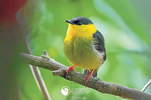 La edición 12 del Congreso de Aviturismo de Caldas comenzó el jueves en Manizales con el lema “¡Salta y busca tu percha!”, inspirado en la familia de los los pipridos (Pipridae), conocidos como saltarines. Cotelco, como organizador, programó una agenda académica que va hasta mañana y salidas de campo a 19 sitios de avistamiento de aves. Este evento ya es un referente a nivel nacional e internacional en aves.