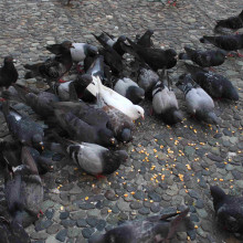 Las palomas son plagas invasoras en  el Centrosur