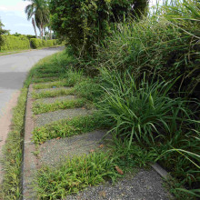 Piden poda en senderos peatonales de Santágueda