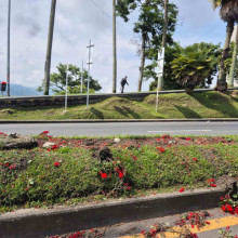 Están dañando las matas de los separadores de Manizales