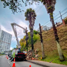 Le hacen mantenimiento a las palmeras